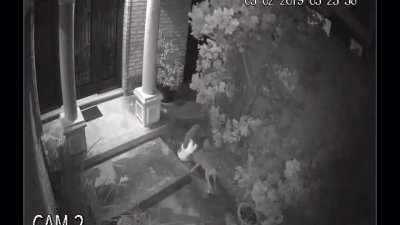 Coyotes ambush a free roaming cat
