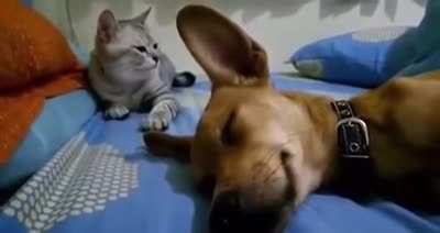 There're things which a cat can't ignore. This is one of them