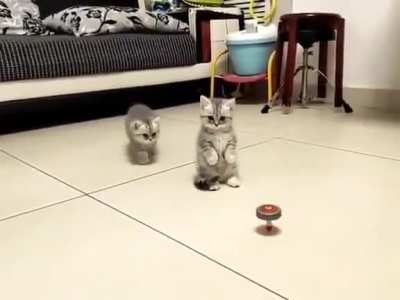 Kittens are confused :