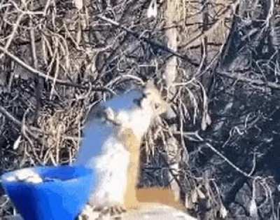 Was this real? A squirrel which got drunk with fermented pear