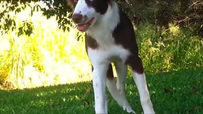 dog enjoying magic mushrooms