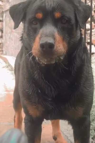 My dog loves water