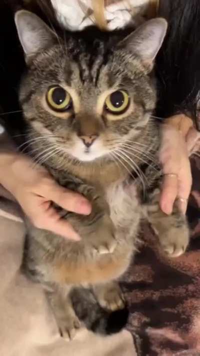 The Wensday Cat