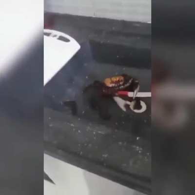 Caranguejo bom de Faca