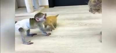 This baby monkey protecting a kitten is the best thing I’ve seen today