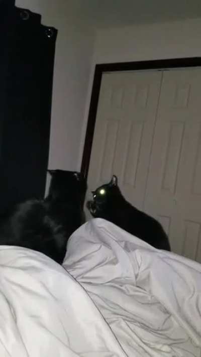 We just celebrated our 3 month adoption date. Here are our voids tapping right off the edge of the bed.
