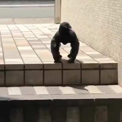 Team Kong