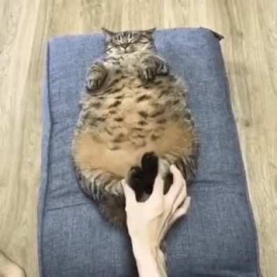 Blissful Unit