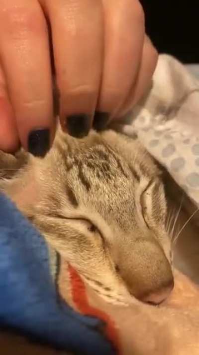 Canna purring