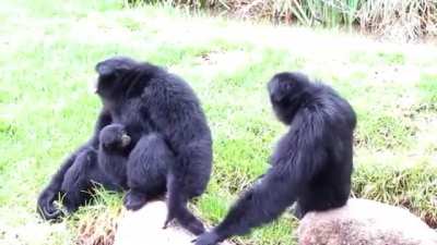 The song of the siamang (Caution: extremely beautiful!)