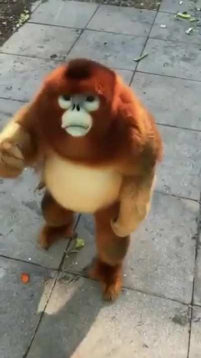Cute monke