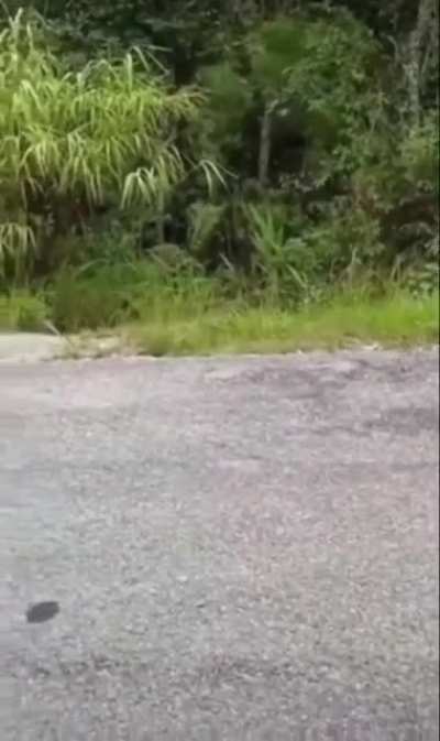 Get away from my jungle