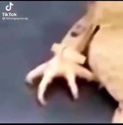 Drippy pog
