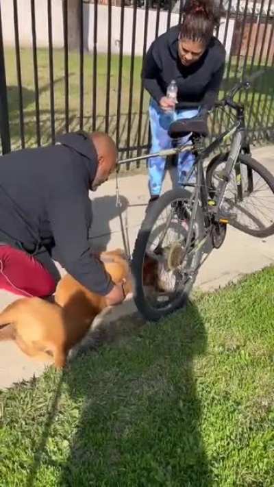 Man performs CPR on dog and successfully saves him