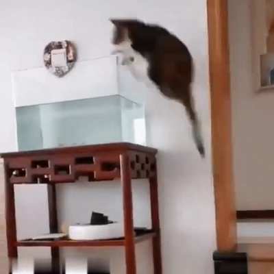 Кот аквариум