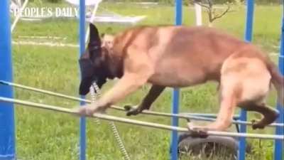 German Shepherd is taking the final test before becoming a military dog.
