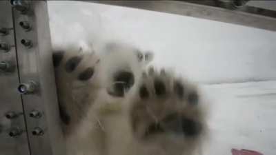 His assignment was to film polar bears for the BBC.