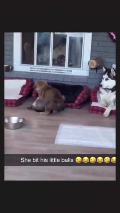 Somebody call paw patrol, this little dog is being violated