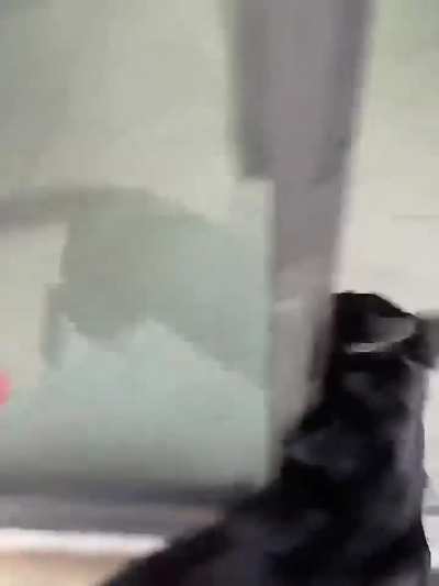 This dog couldn't contain himself