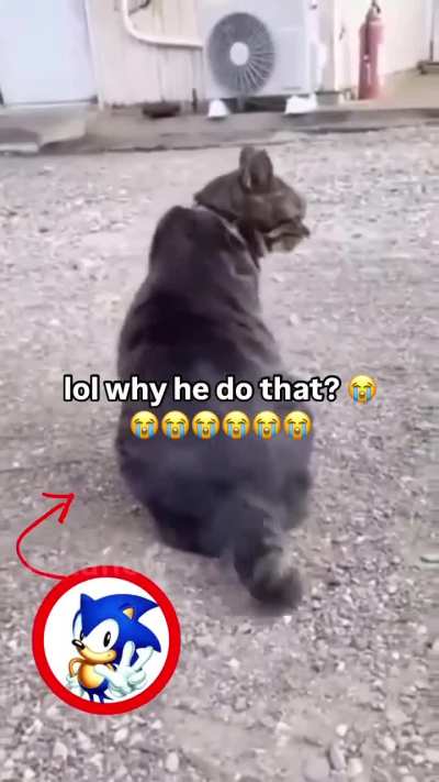 Catnic