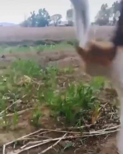 Boing