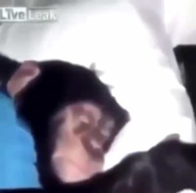 Wake up monke