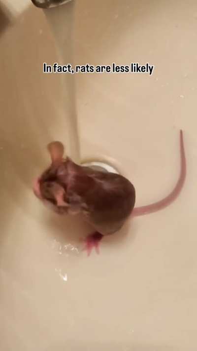 Facts about Rats! 