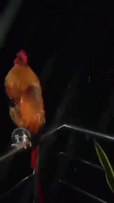 🐓 
