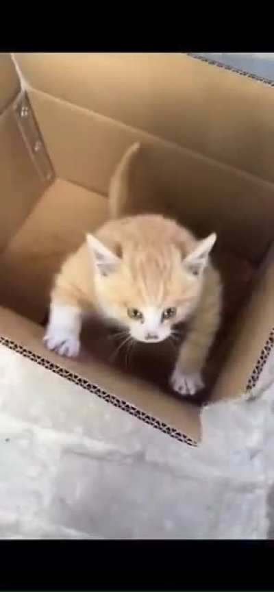 gigachad kitten