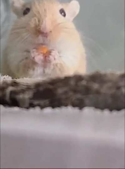 Macaroni eating a lil' carrot with her lil' grabbies 🥰🥰🥰