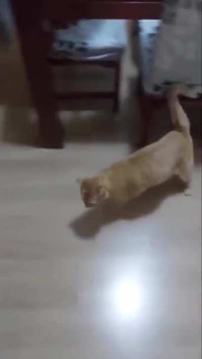 Gato que simula falta ao ser chamado de Neymar