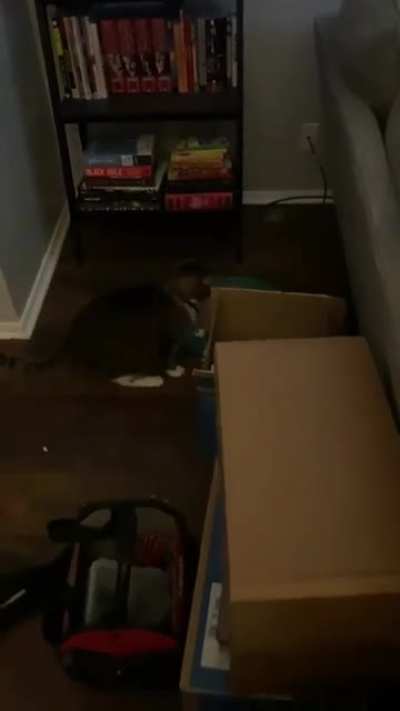 My husband had to go out of town for a week for work and his cat Stripes was VERY dramatic about being left alone with me.