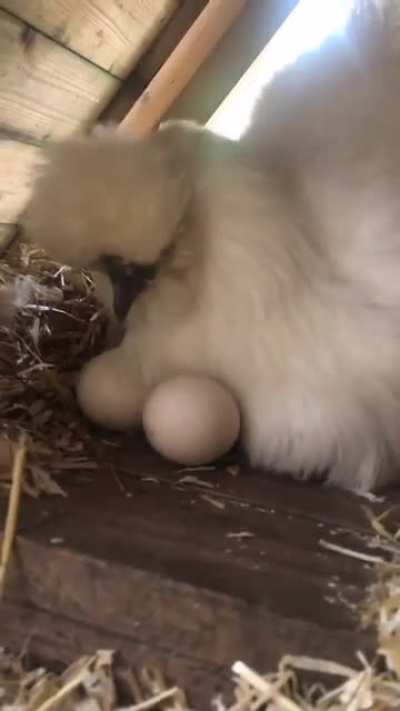 Too many eggsss