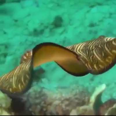WEEEEK 206 OF FLATWORM FRIDAY!!!!