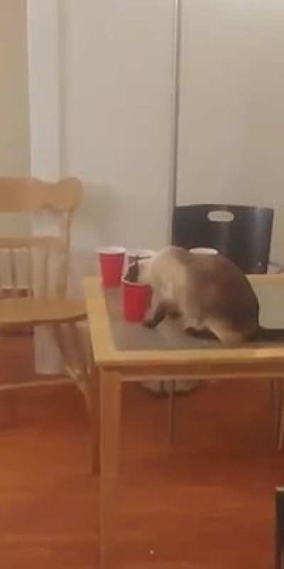 Drink drink drink