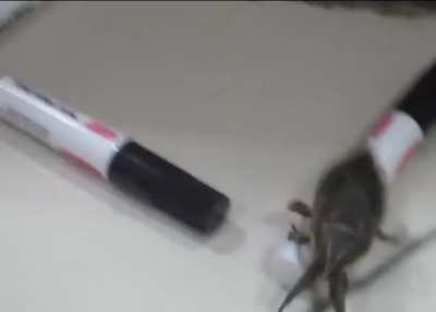 Scary bug