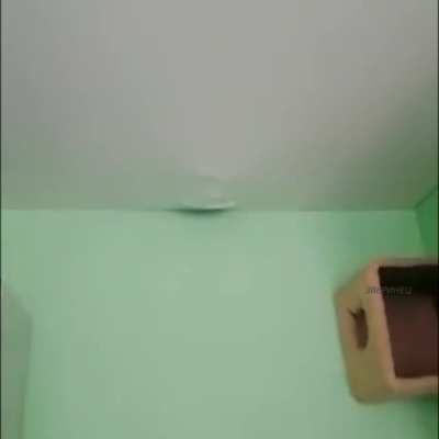 THERE ARE ANIMALS IN MY CEILING. THERE ARE ANIMALS IN MY CEILING. THERE ARE ANIMALS IN MY CEILING. THERE ARE ANIMALS IN MY CEILING. THERE ARE ANIMALS IN MY CEILING. GET THEM OUT!