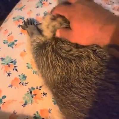 Pet me more!