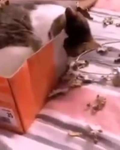 Gata amargurada da bixiga!