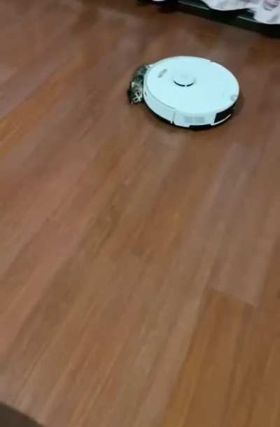 wunk gets ran over and DIES