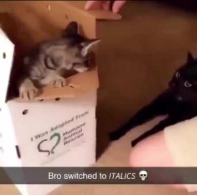 Cat goes into italics