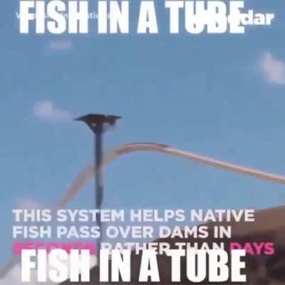 Dish In A Tube