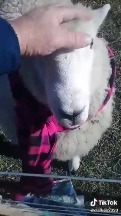 Oscar the sheep wearing a scarf