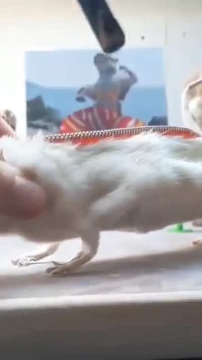 WTF