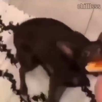 Pizza cat.