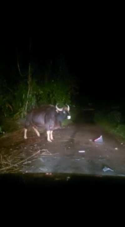 Indian Bison vs AutoRickshaw (Kerala India)