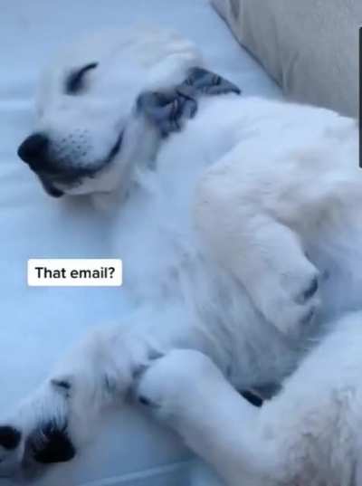 Quarantine doggo