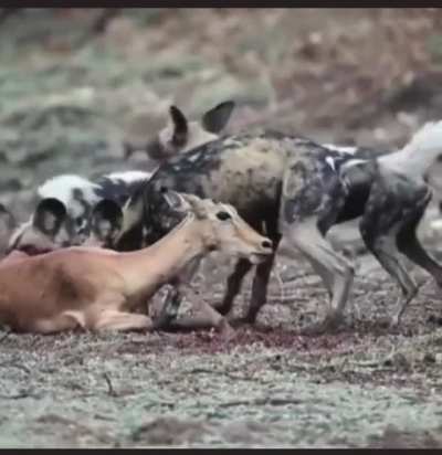 Wild dogs at it again!