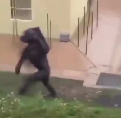 Monke is trying to escape caw caw