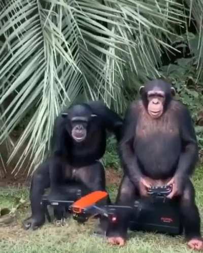 blursed  which is scarier - Animal intelligence or Artificial intelligence? 